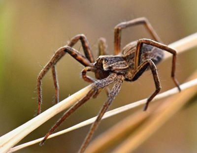 Aranhas